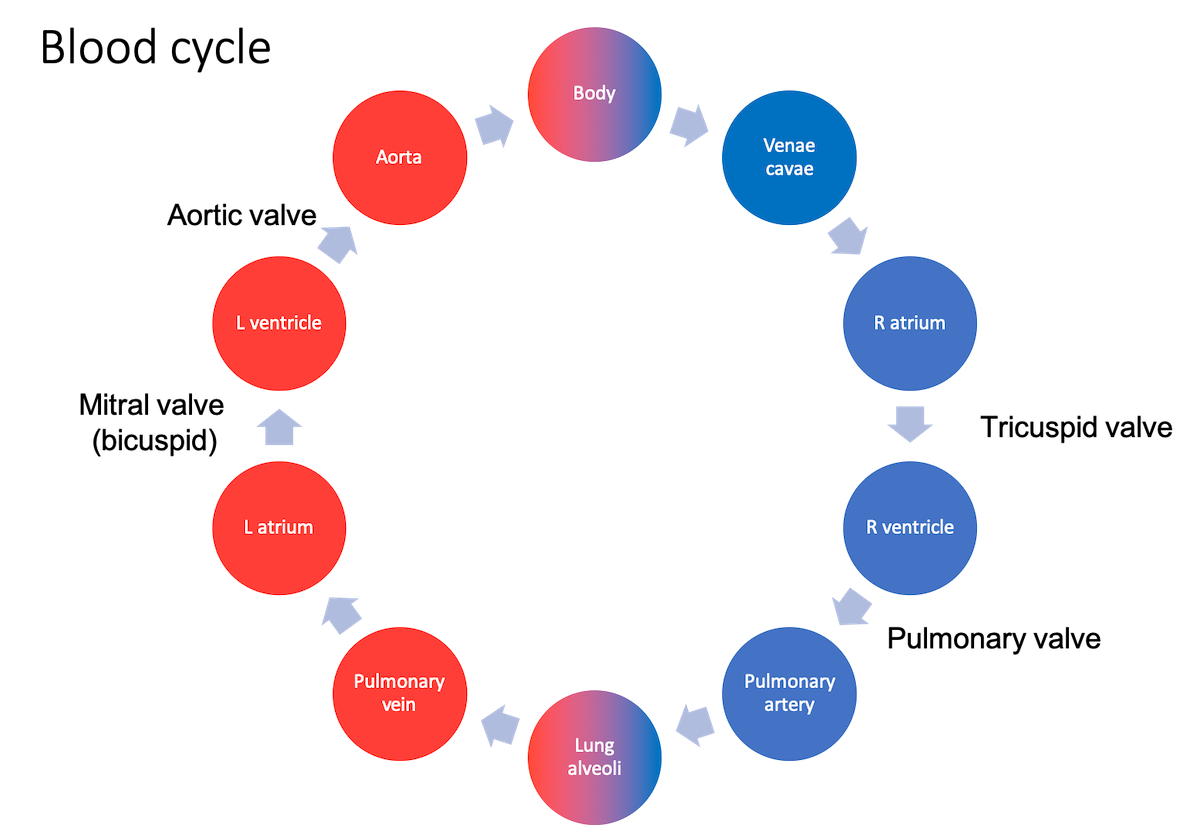 circulation path